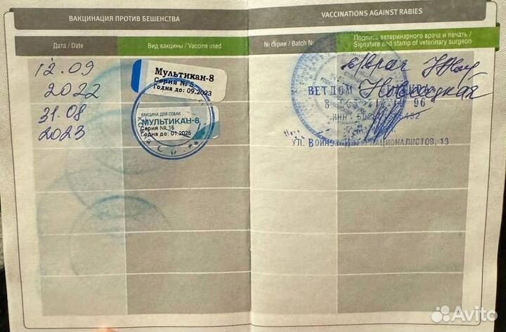 Собака немецкая овчарка в добрые руки