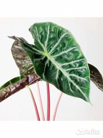 Алоказия Розовый дракон и Лукиван
