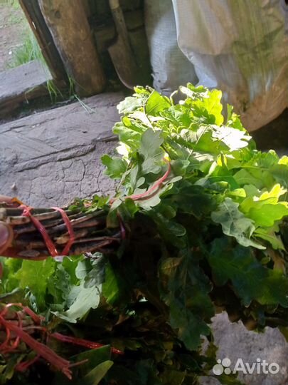 Дубовые и Берёзовые Веники свежие зелёные