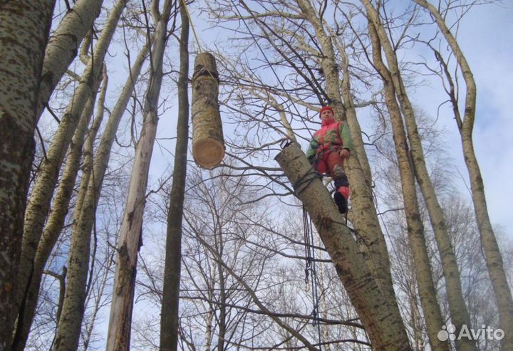 Спил деревьев (арборист) расчистка участков