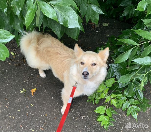 Метис вельш корги и шпица