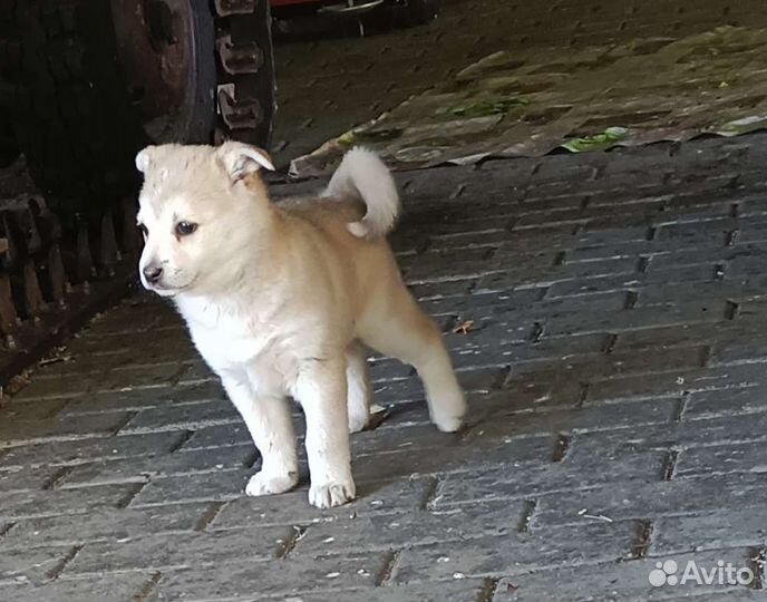 Щенок лайки