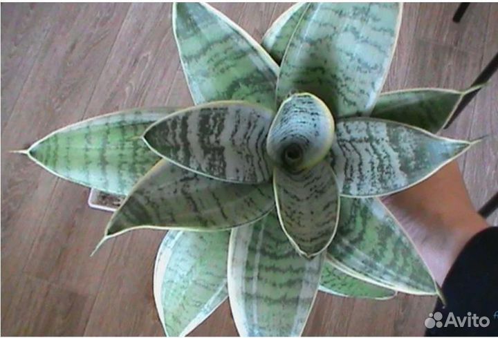 Сансевиерия ханни крем