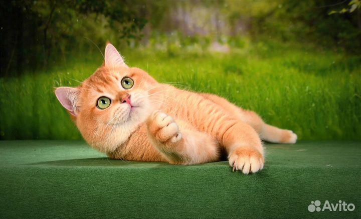 Золотой кот NY12 на вязку. Чемпион WCF