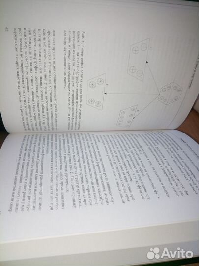 Регенерация. Факты и перспективы. Бабаева А. Г