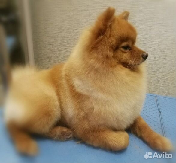 Стрижка кошек и собак