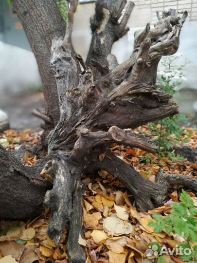 Коряги и пни для аквариума и декора