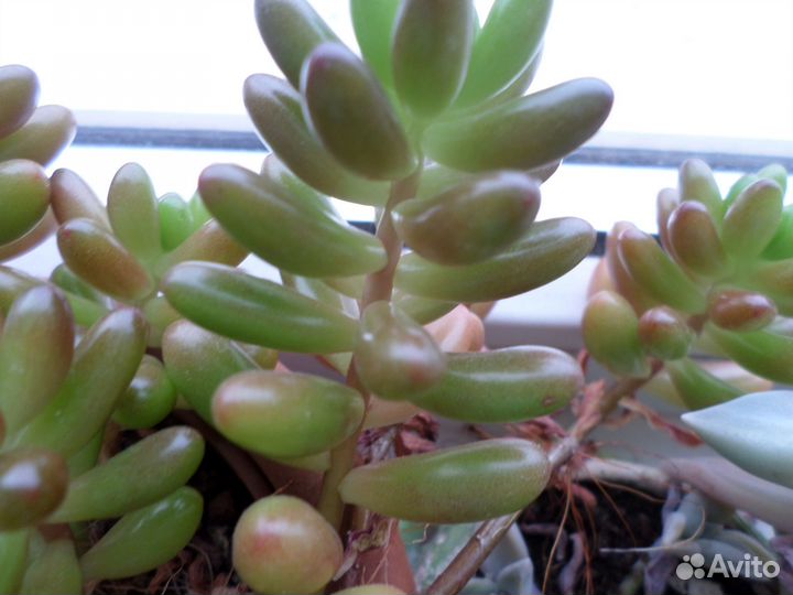 Очиток Моргана,Буррито,Sedum rubrotinctum