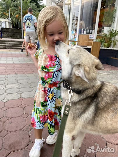 Собака лайка в дар в добрые руки