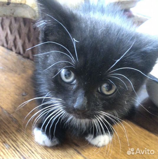 Котята в добрые руки даром