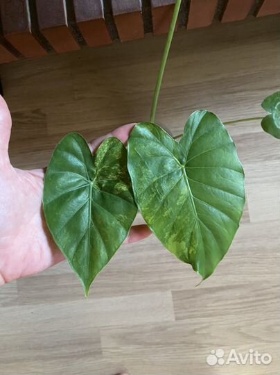 Алоказия гагеана вариегатная