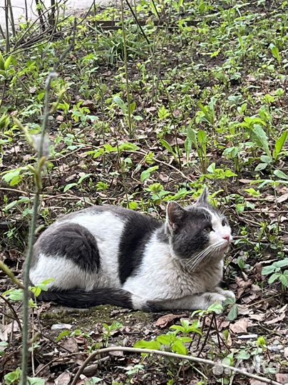 Домашние животные кошки