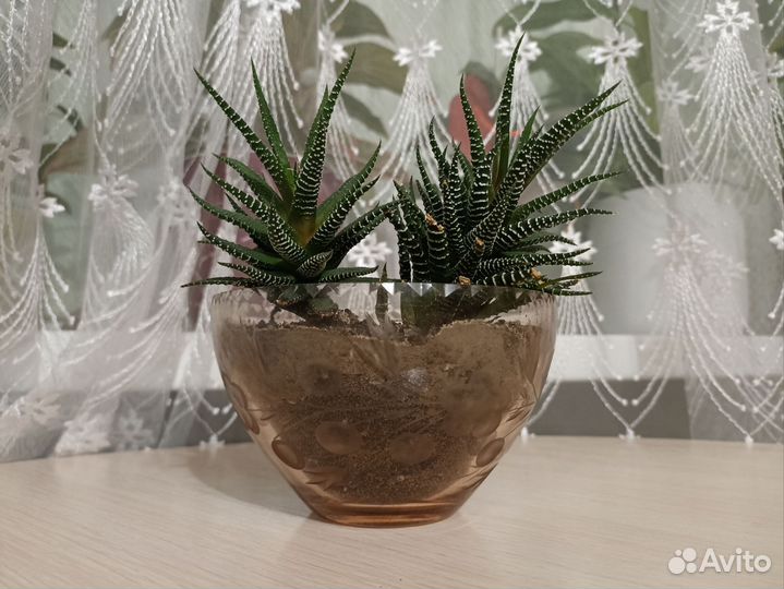 Хавортия полосатая