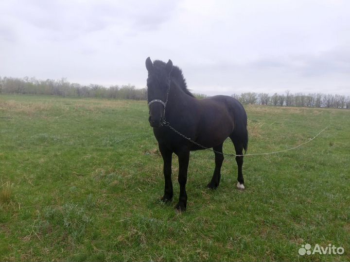 Продам кобылу