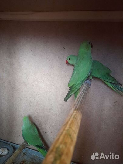 Ожереловый попугай