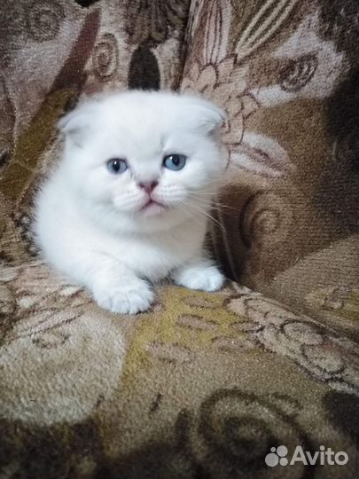 Шотландские котята