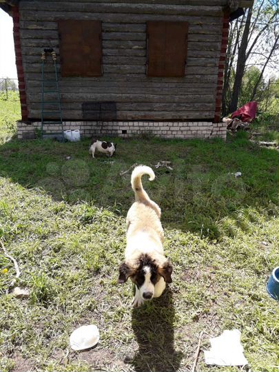 Дом 30 м² на участке 16 сот.