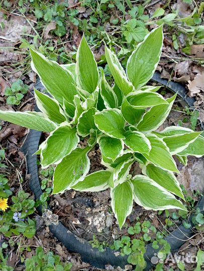 Саженцы хосты