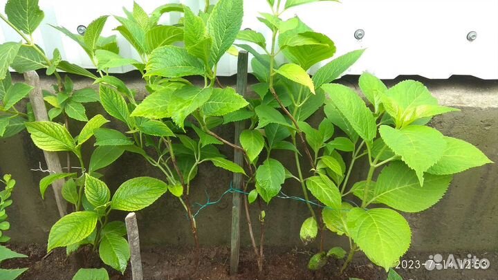 Крупнолистная гортензия Бесконечное лето