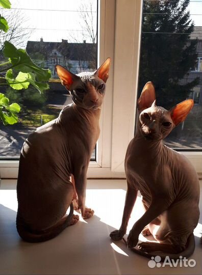 Донской сфинкс.Вязка