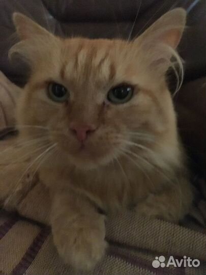 Отдам в добрые руки кота