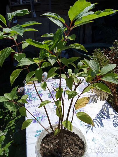 Гортензия метельчатая Фантом