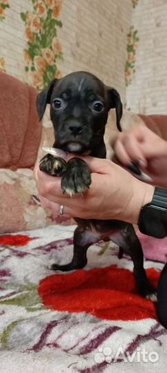 Щенки Американского Питбультера