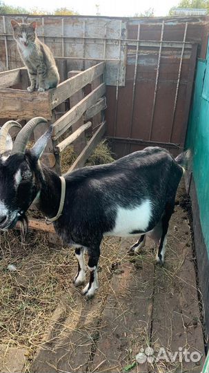 Коза дойная