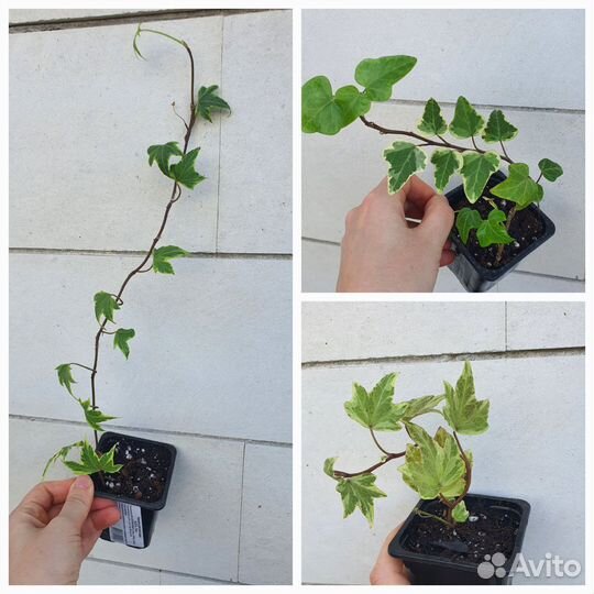 Комнатные растения