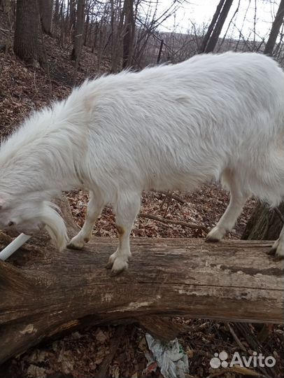 Козел и козлята