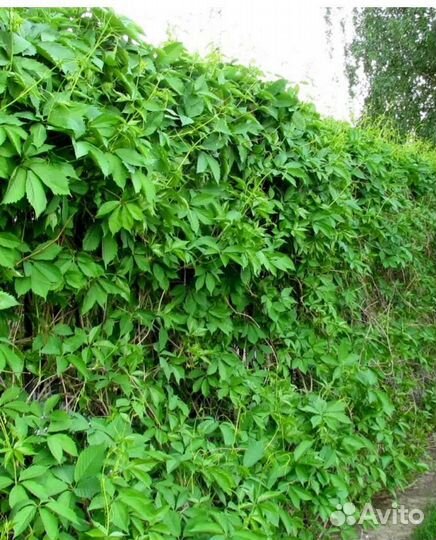 Многолетние цветы