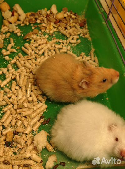 Клетки и все для Ваших питомцев, хомячки, крысята