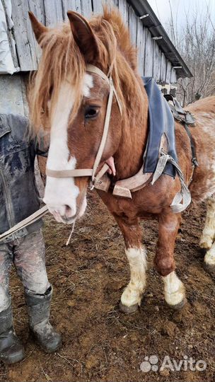 Жеребец башкирской породы,кобыла с жеребенком