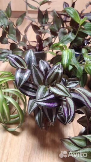 Традесканции и другие комнатные цветы