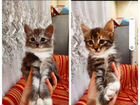 Котята сибирской мышеловки в добрые руки объявление продам