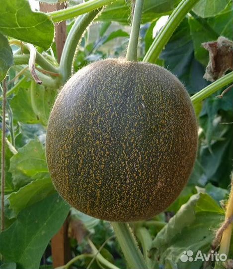 Дыня «Медовый спас» 15+ семян