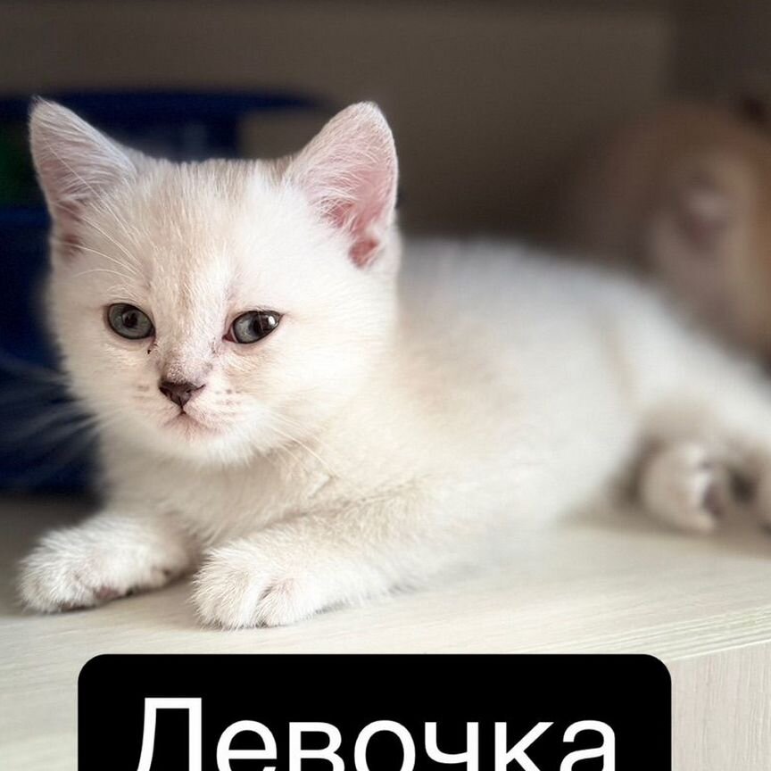 Шотладские котята