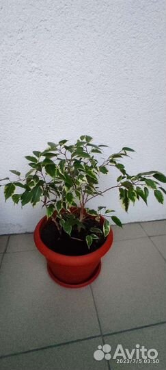 Фикус бенджамина, комнатные растения