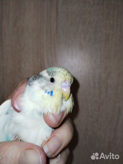 Попугай ввп