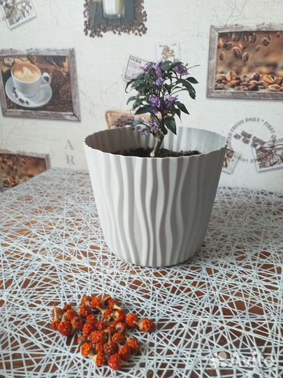 Перец комнатный острый