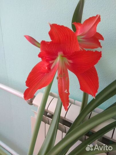 Гименокаллис, гипеаструм, хойя и др