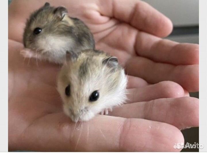 Джунгарский хомяк