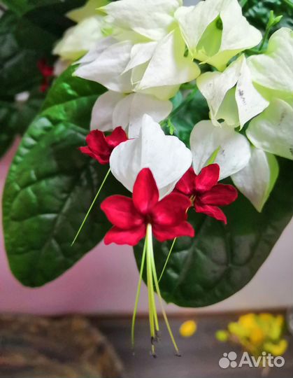 Клеродендрум Томпсона