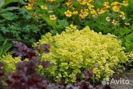 Цветы многолетники для сада