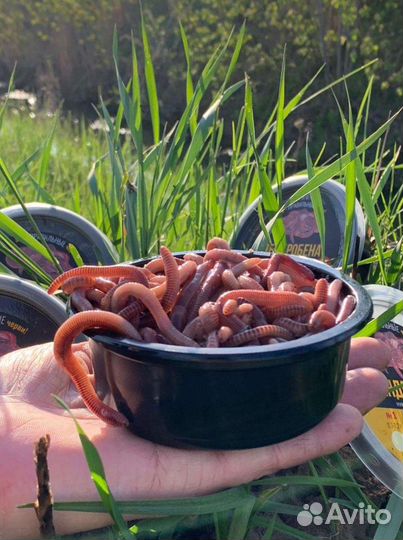 Червь дендробена-выползок