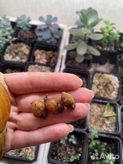 Ахатина фулика, занзибарика