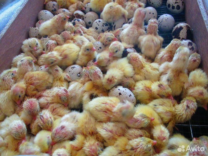 Техасский перепел