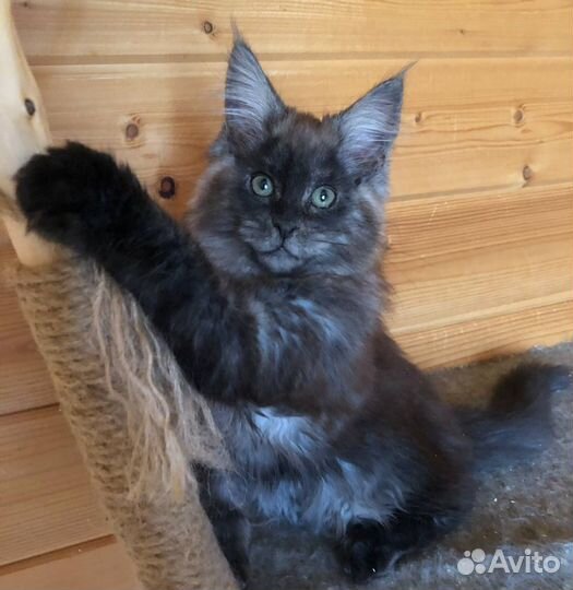 Котята мейн кун