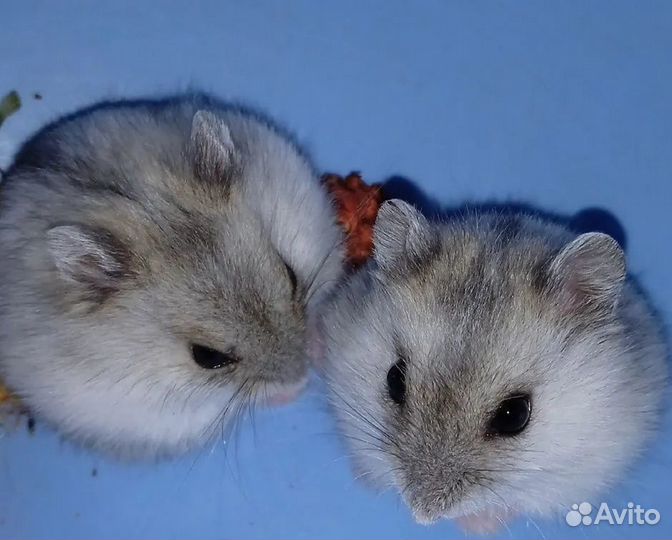 Продам джунгарских хомячков, две девочки