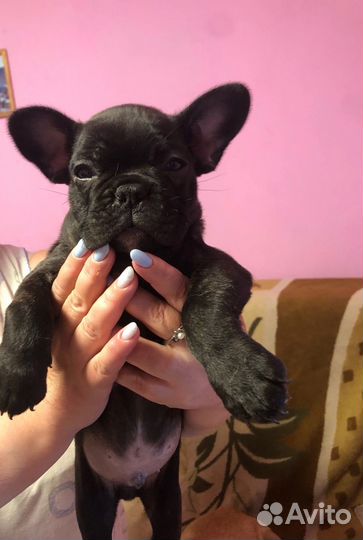 Собаки щенки